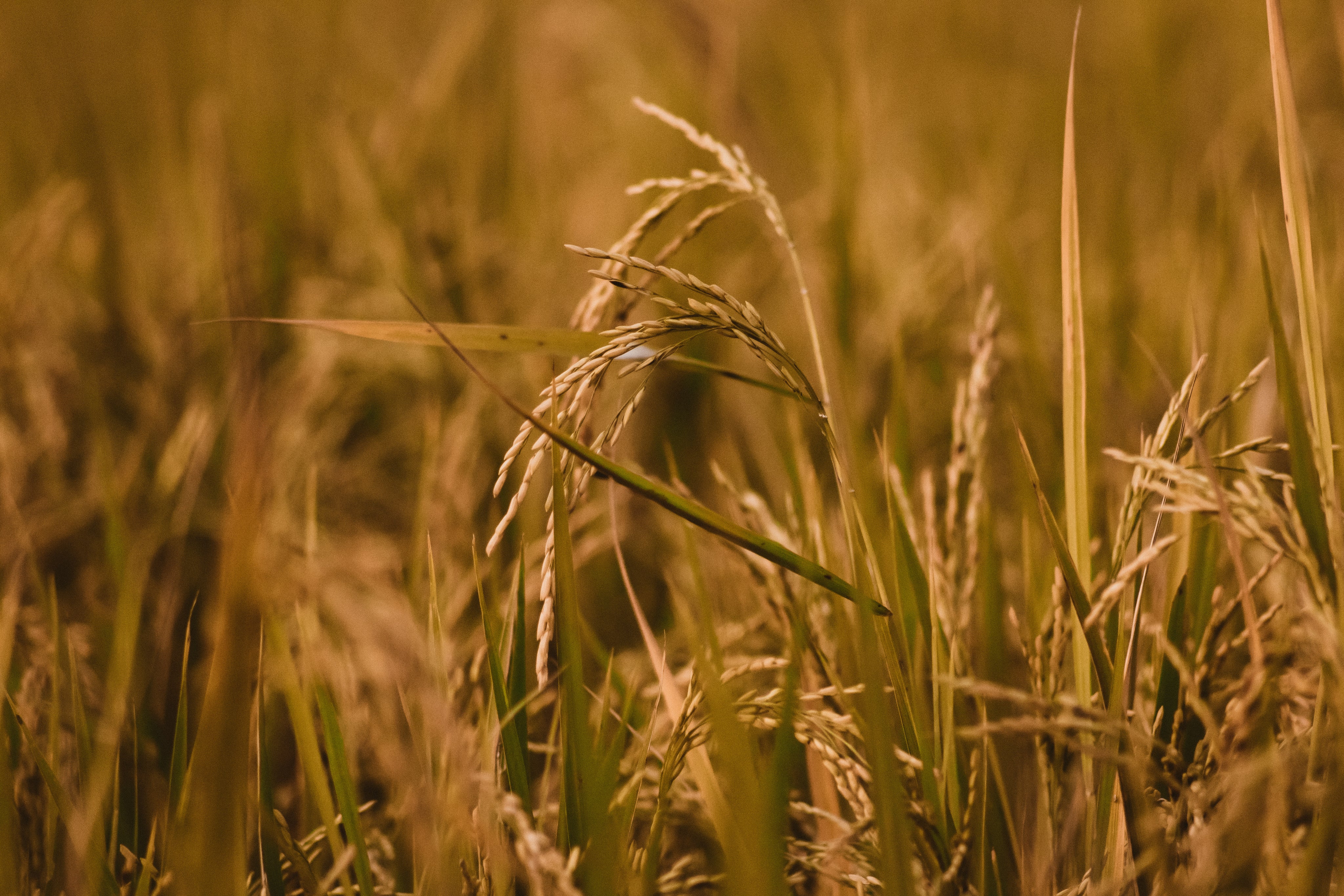 Wheat field backdrop