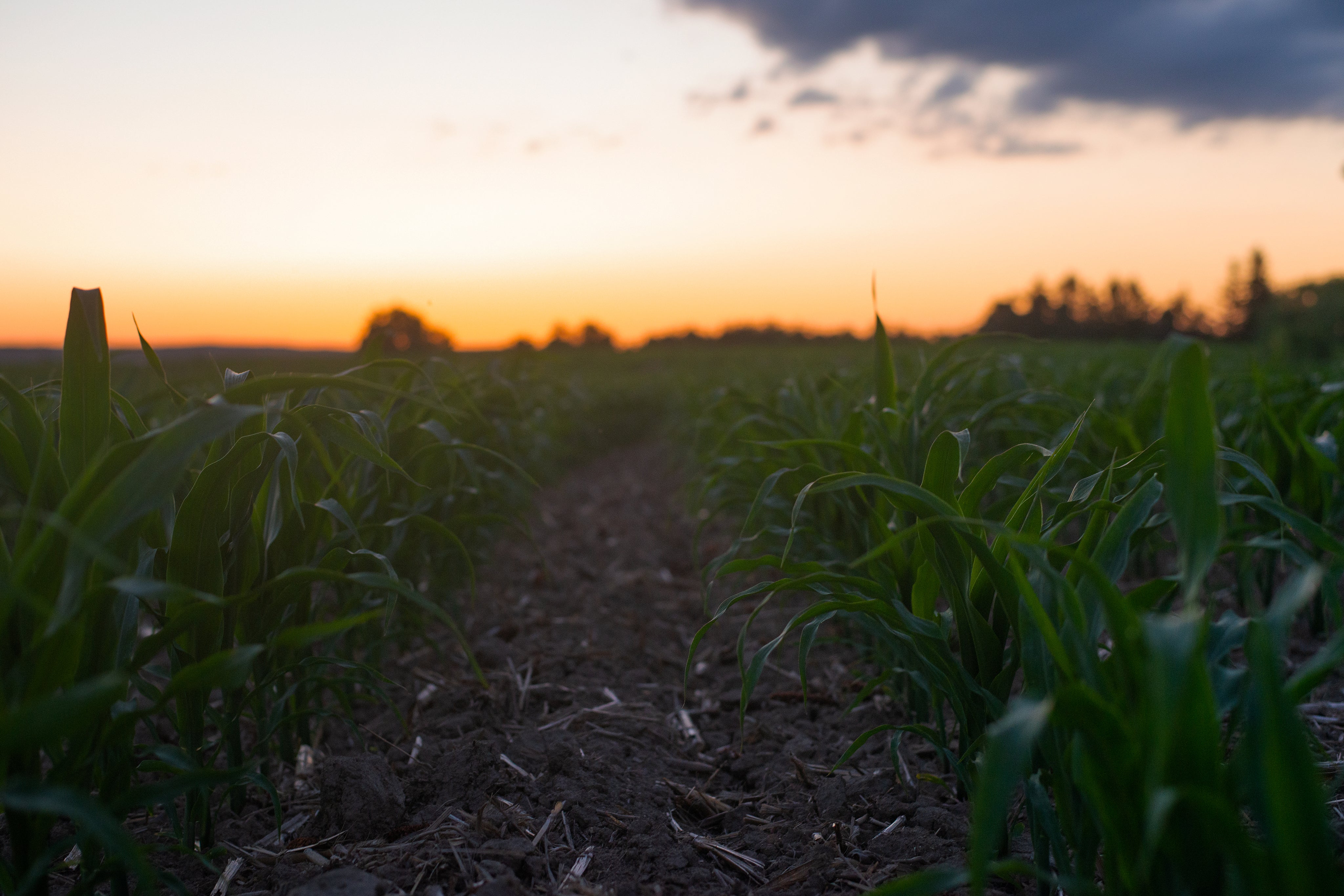 Cornfield at sunset